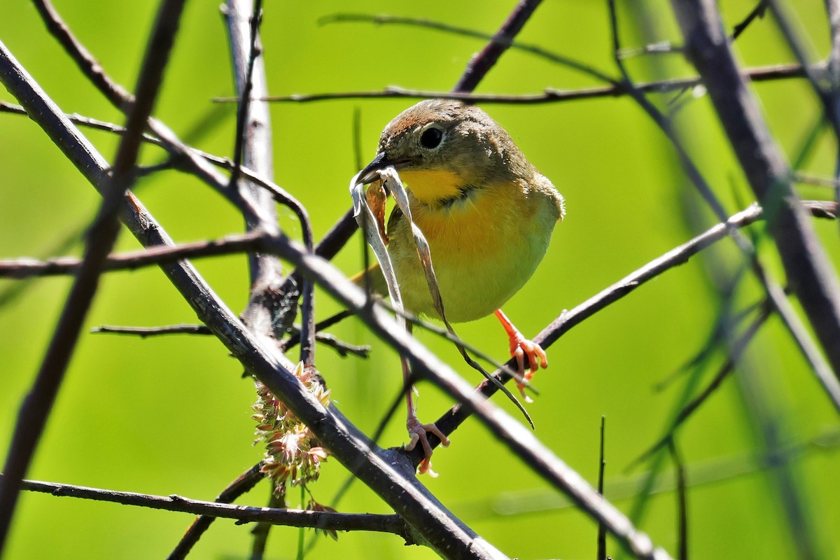 Common Yellowthroat - ML620630506