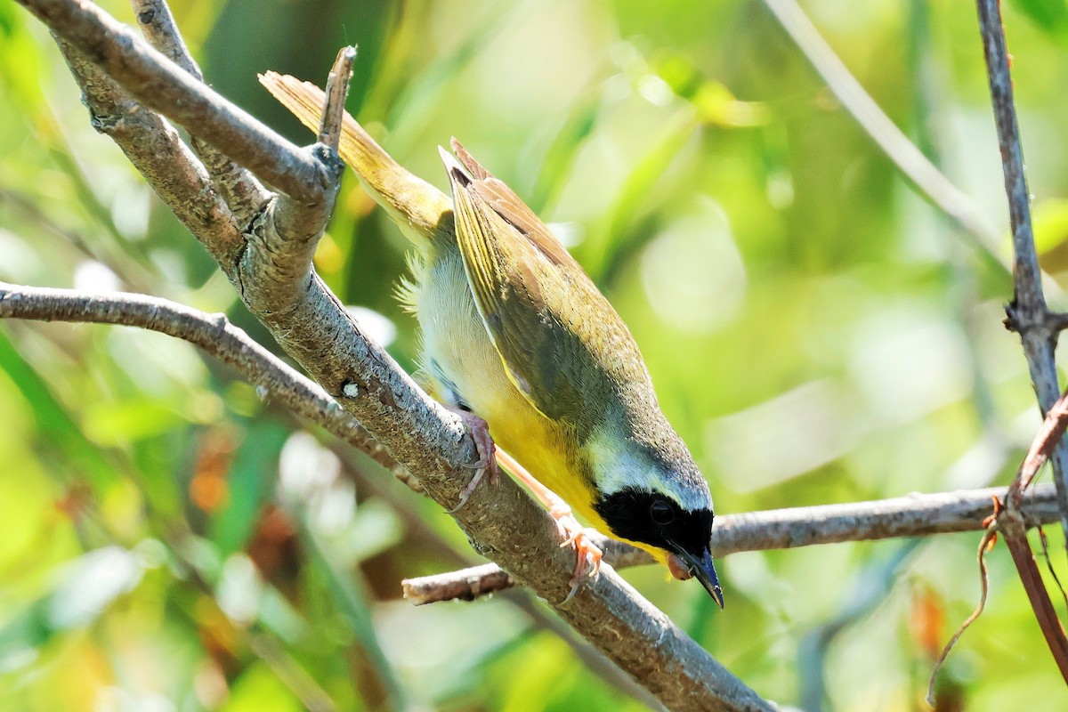 Common Yellowthroat - ML620630509