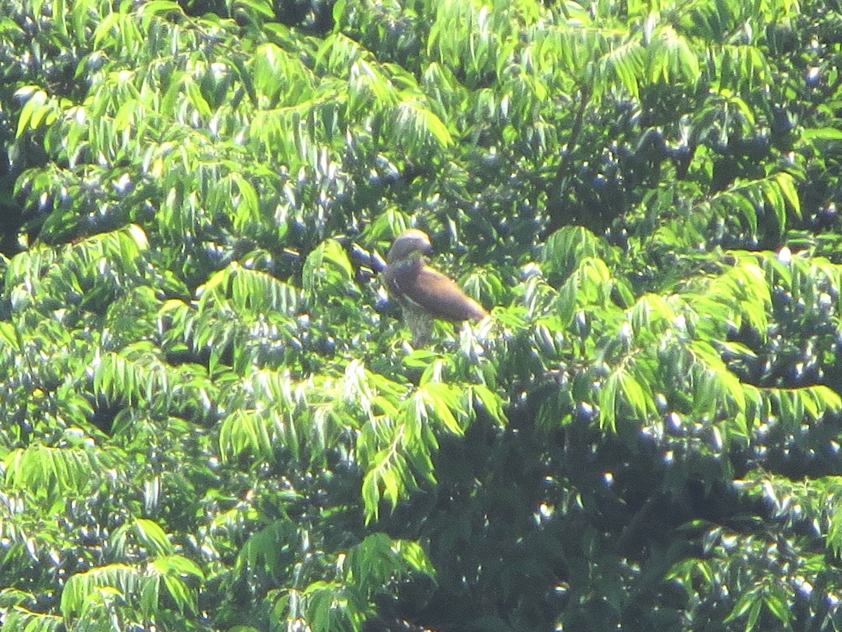 Gray-faced Buzzard - ML620630514