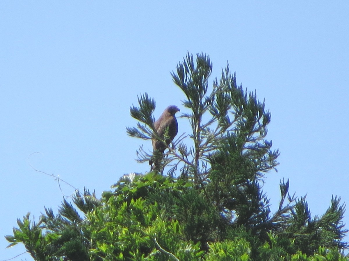 Gray-faced Buzzard - ML620630516