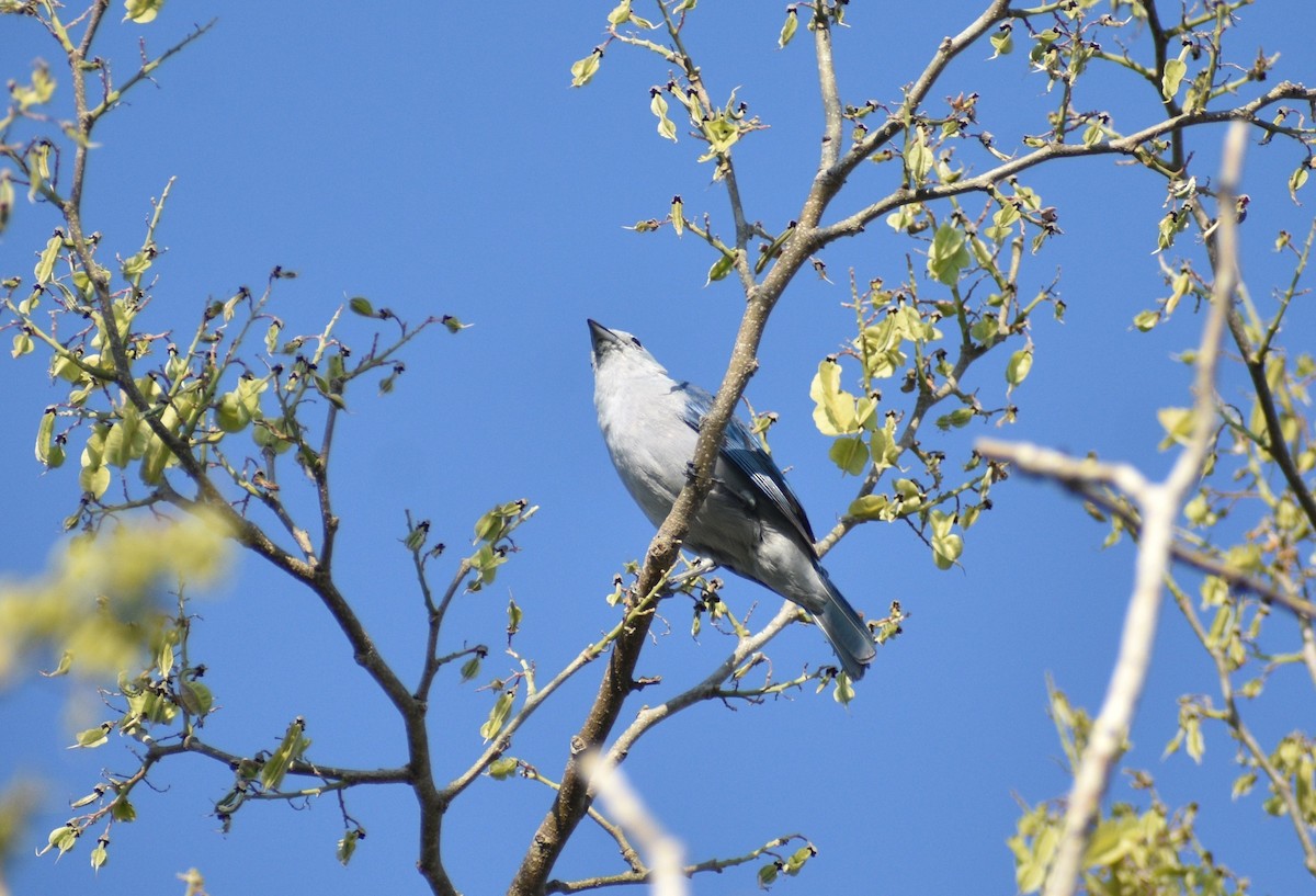 Blue-gray Tanager - ML620630517