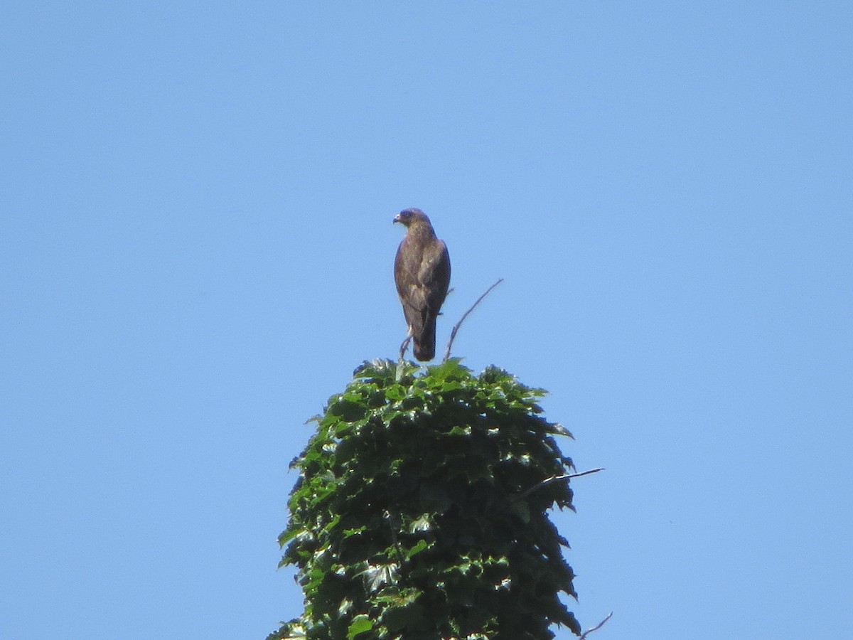 Gray-faced Buzzard - ML620630518