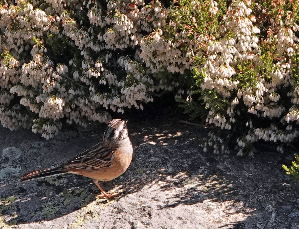 Rock Bunting - ML620630519