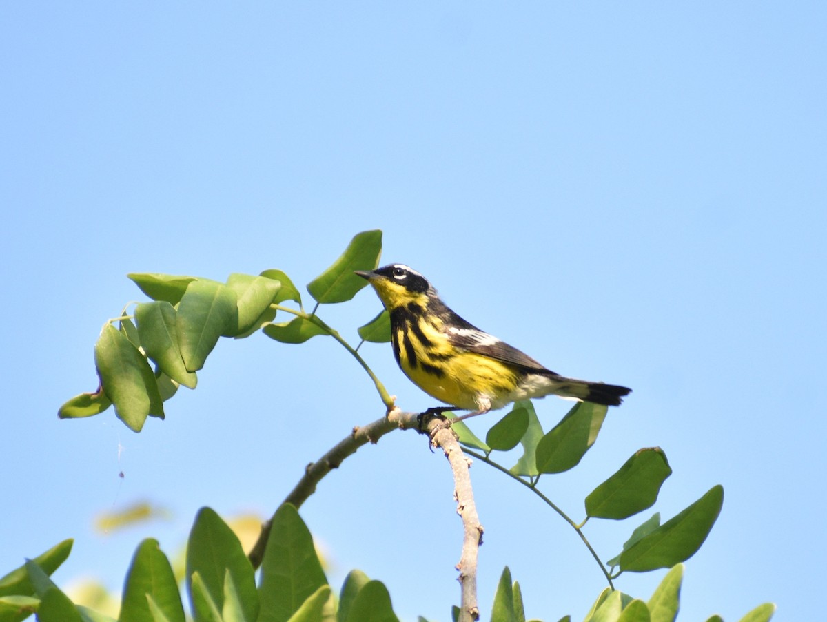 Magnolia Warbler - ML620630521