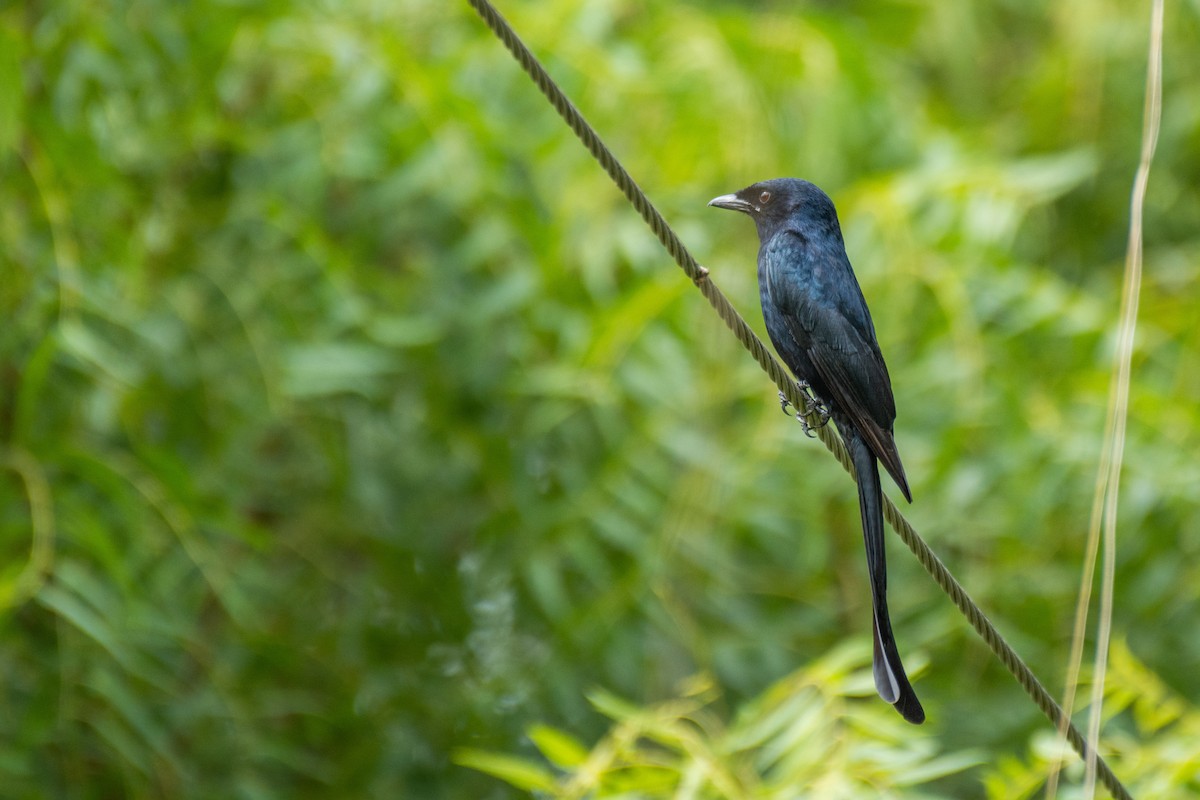 drongo černý - ML620630523