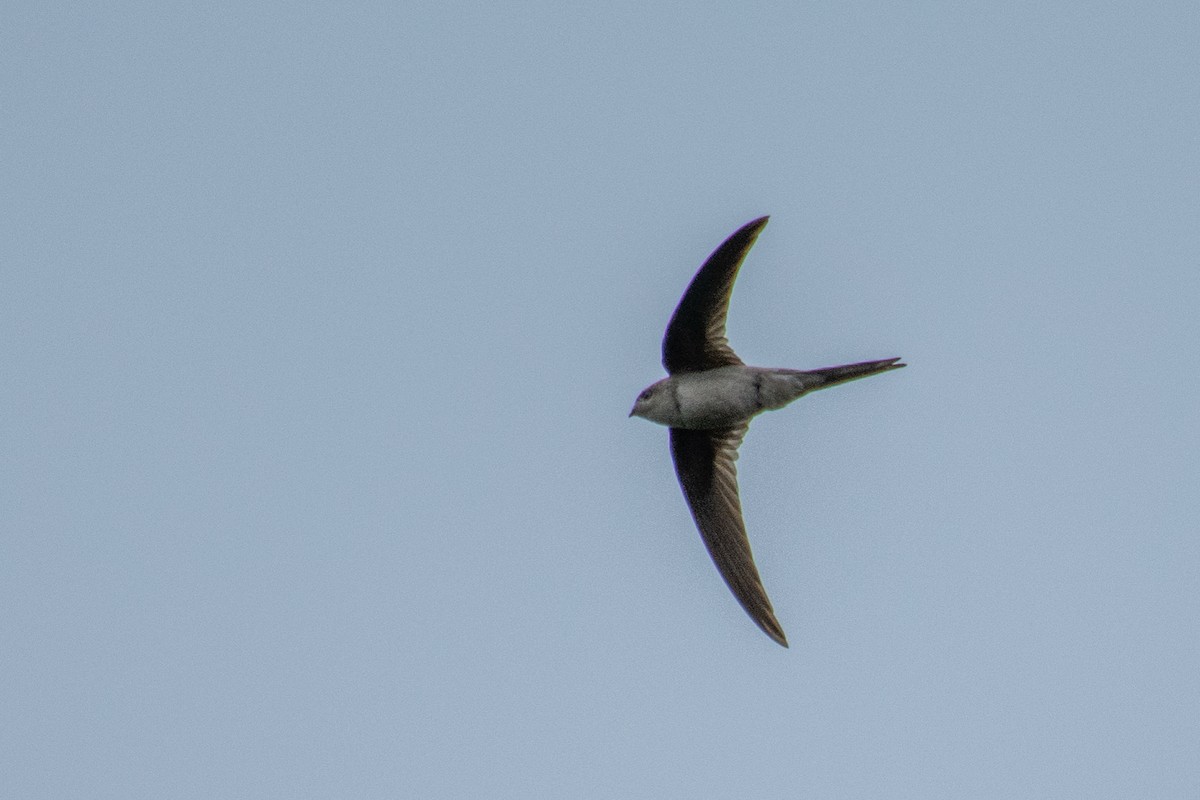 Asian Palm Swift - ML620630526