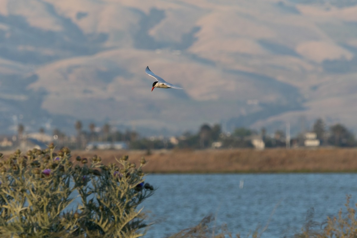 Caspian Tern - ML620630529