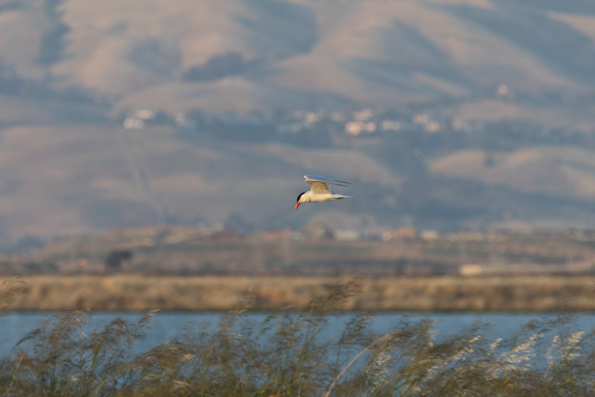 Caspian Tern - ML620630530