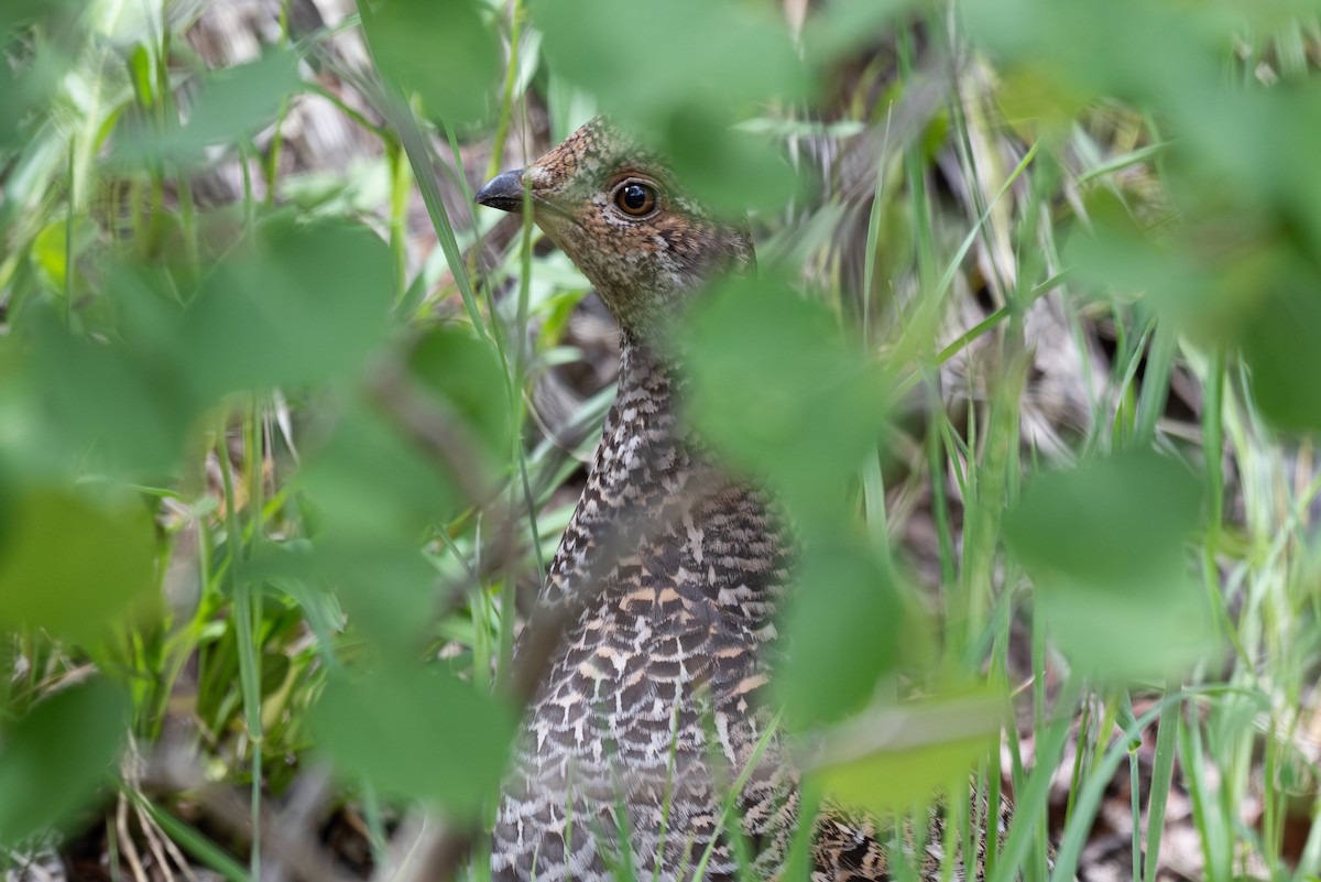 Dusky Grouse - ML620630537