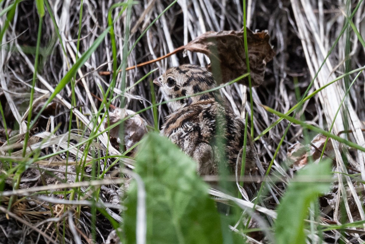 Dusky Grouse - ML620630539