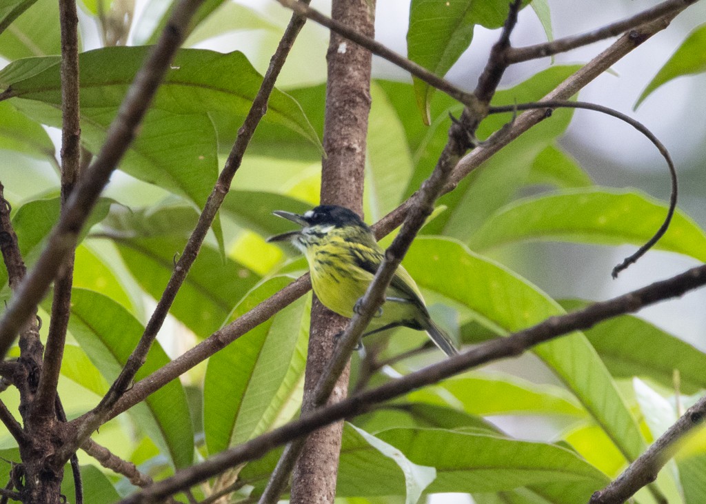 Painted Tody-Flycatcher - ML620630541