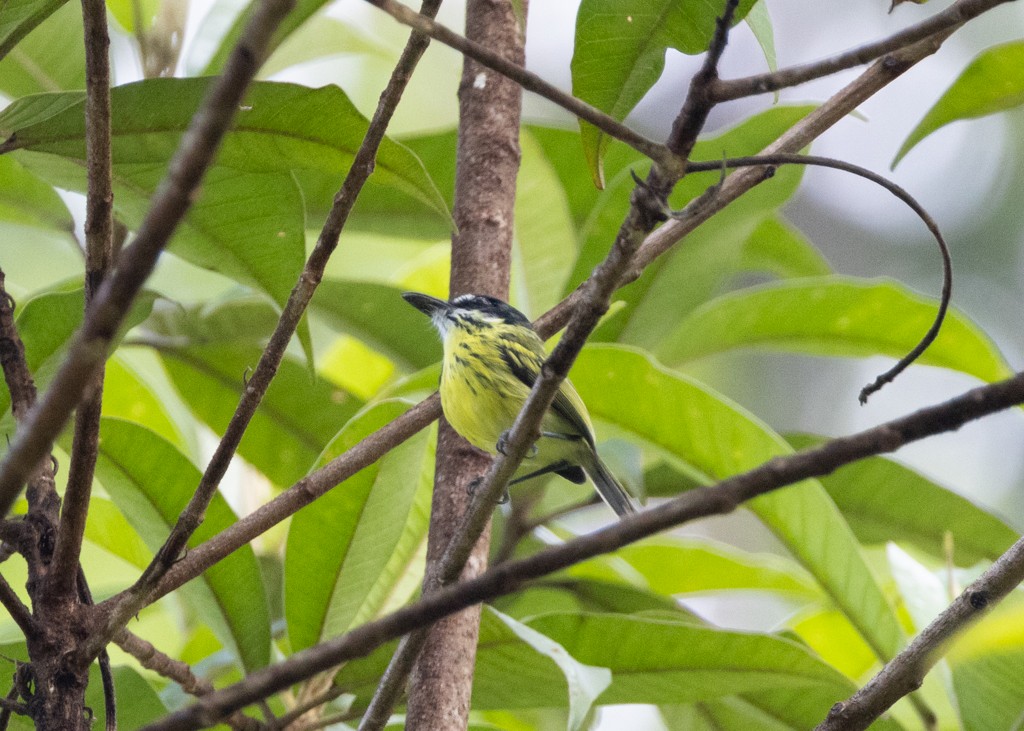 Painted Tody-Flycatcher - ML620630542