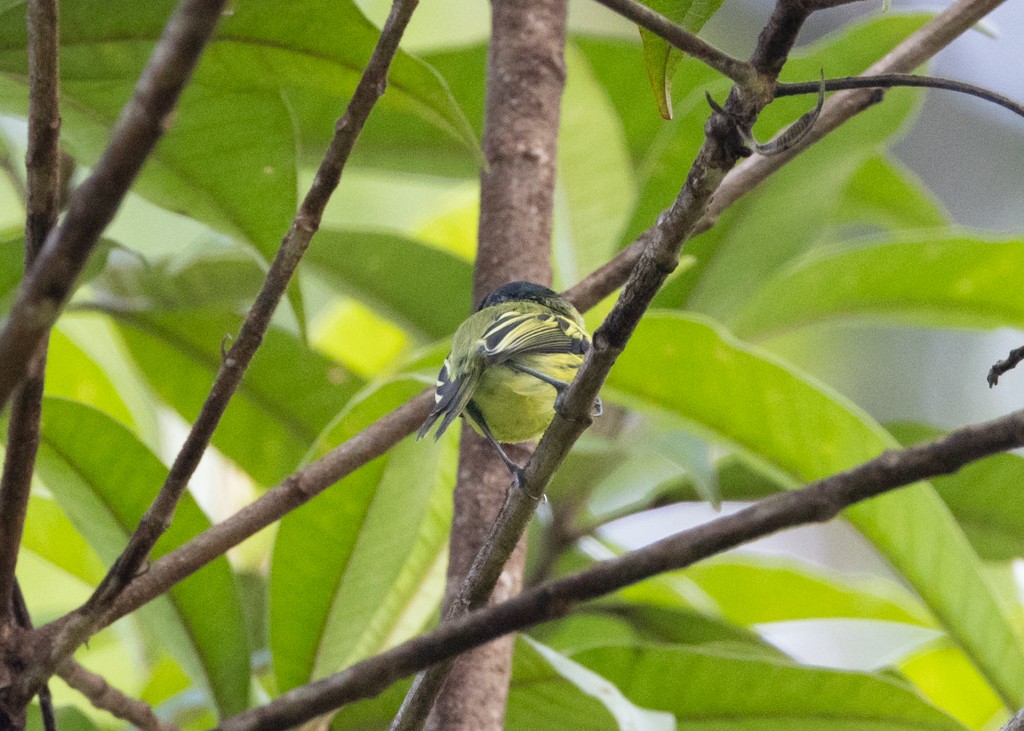 Painted Tody-Flycatcher - ML620630543