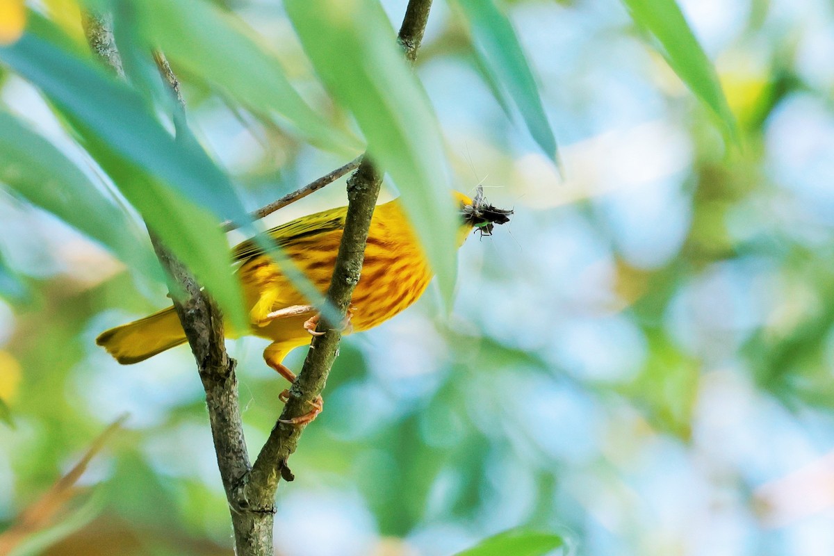 Yellow Warbler - ML620630544