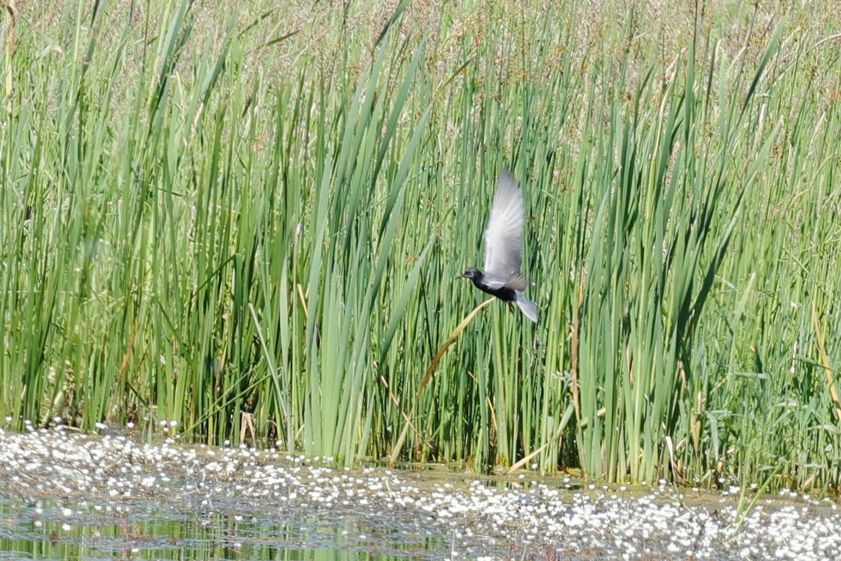 Black Tern - ML620630546