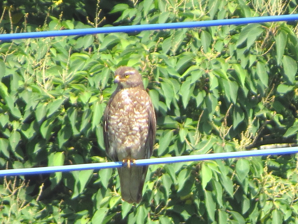 Gray-faced Buzzard - ML620630550