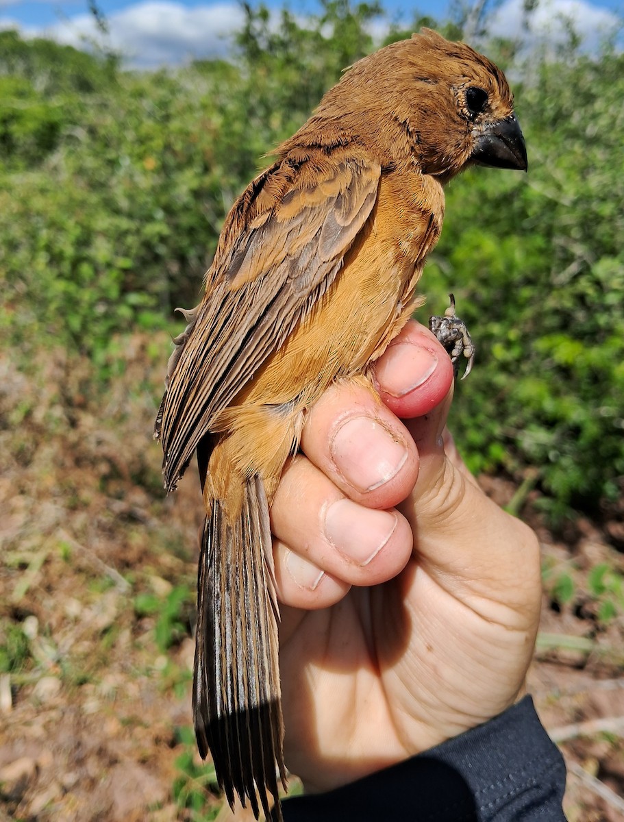 Ultramarine Grosbeak - ML620630552