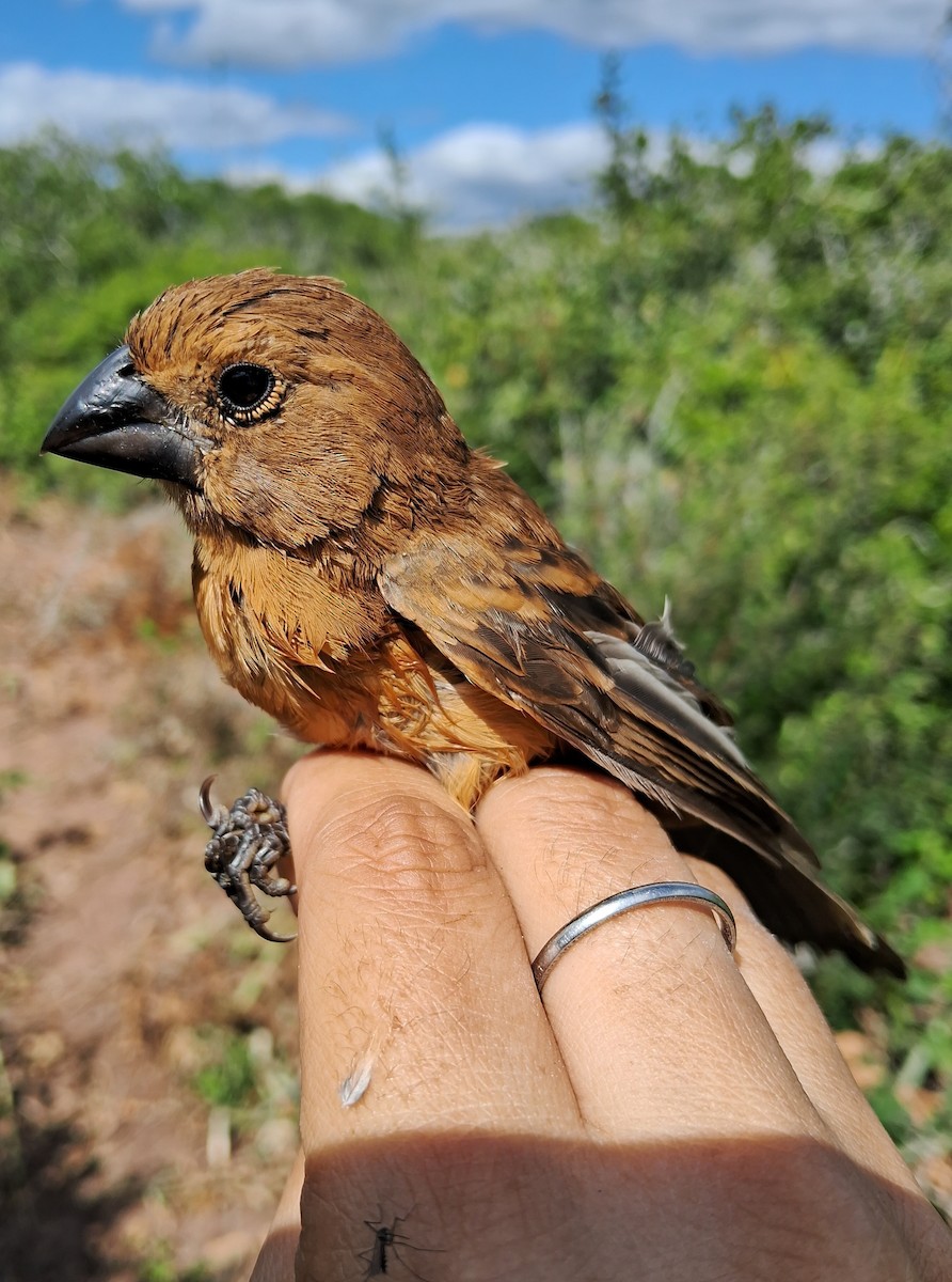 Ultramarine Grosbeak - ML620630553