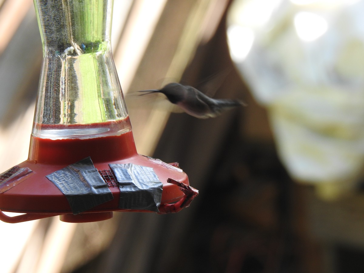 Black-chinned Hummingbird - ML620630556