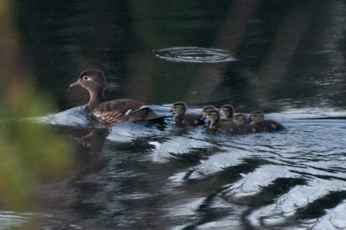 Wood Duck - ML620630557