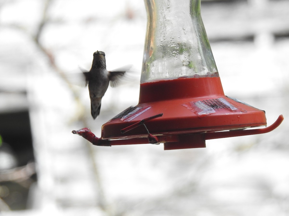 Rufous Hummingbird - Doug Mongerson