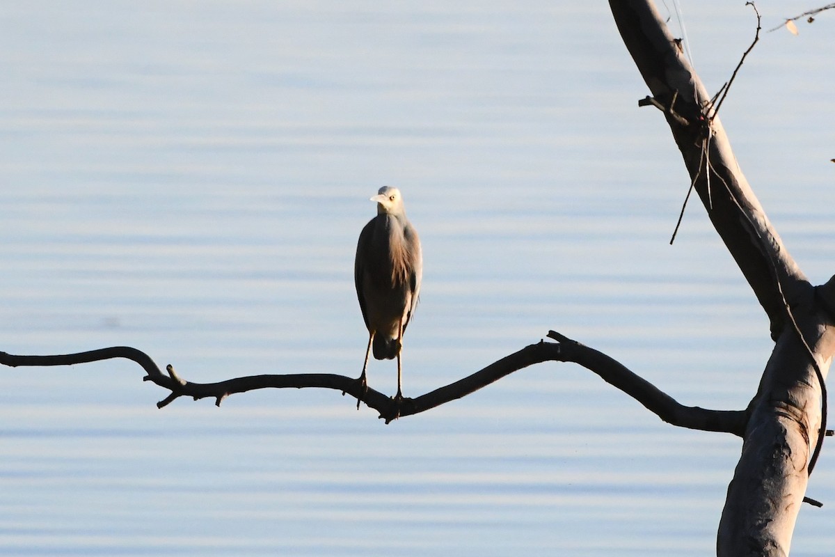 White-faced Heron - Michael Louey