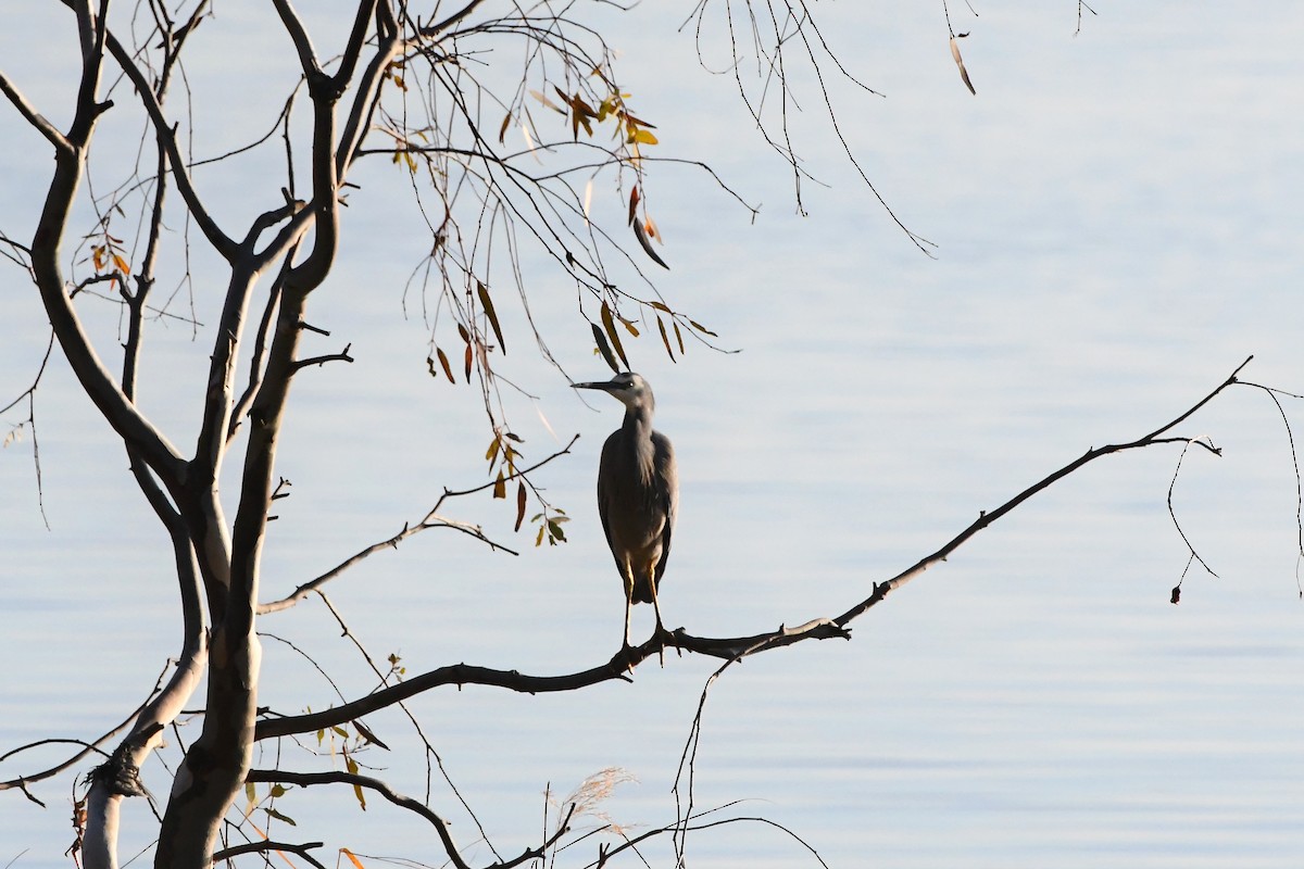 White-faced Heron - ML620630563