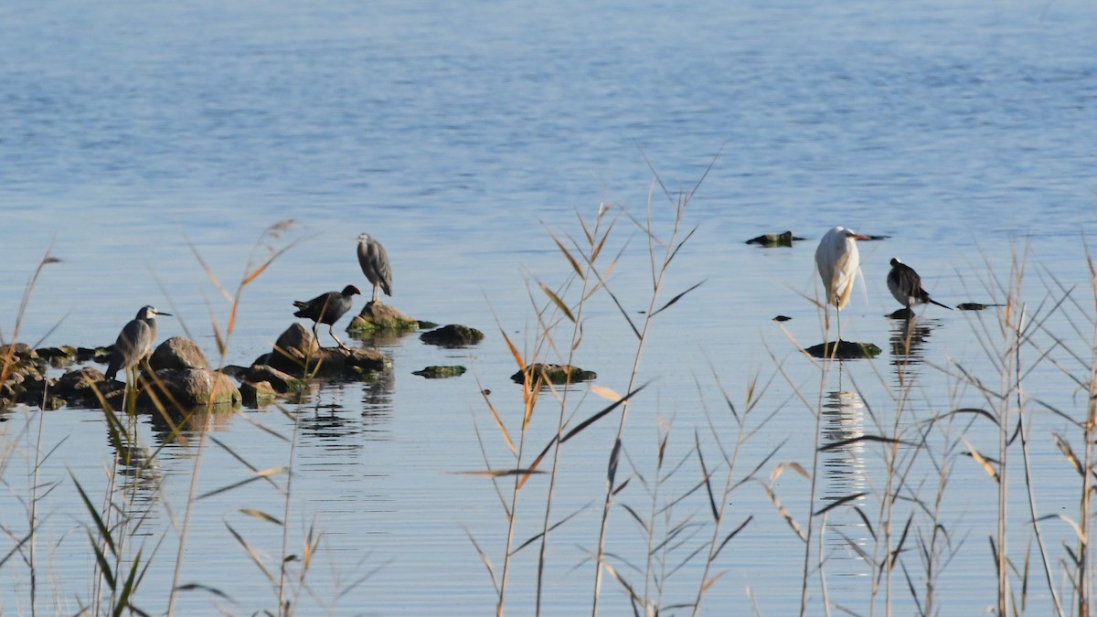 Great Egret (modesta) - ML620630564