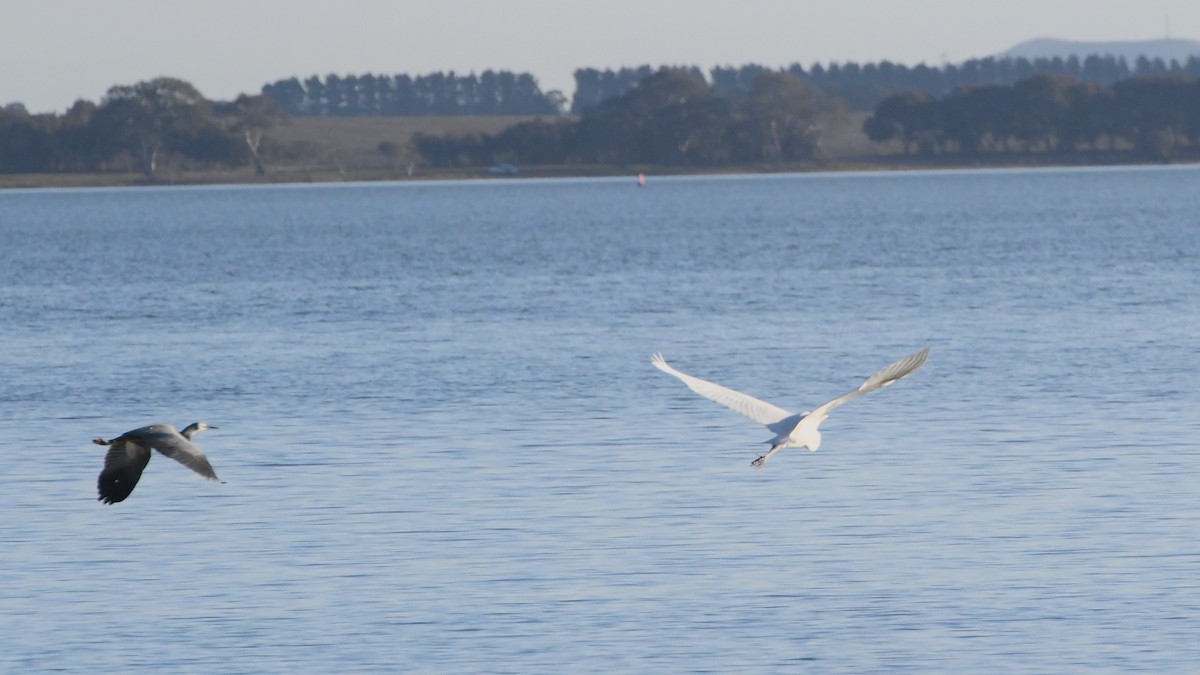 Great Egret (modesta) - ML620630565