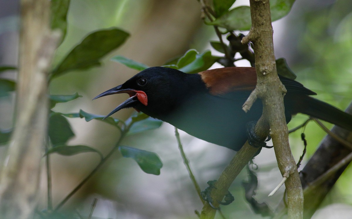 North Island Saddleback - ML620630566