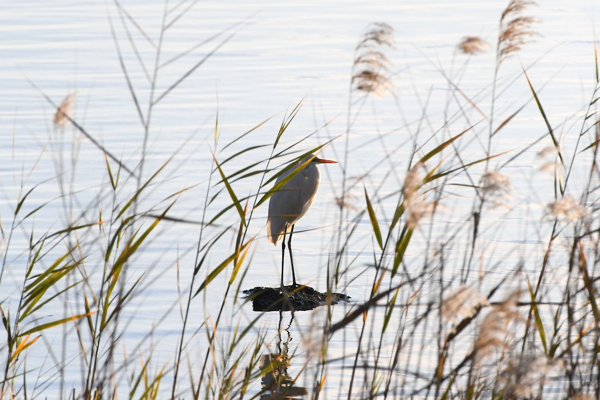 Great Egret (modesta) - ML620630567