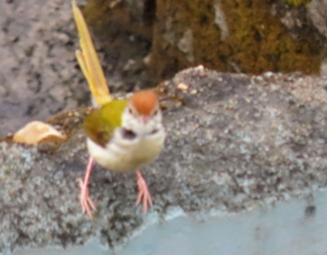 Common Tailorbird - Chitra Ingole