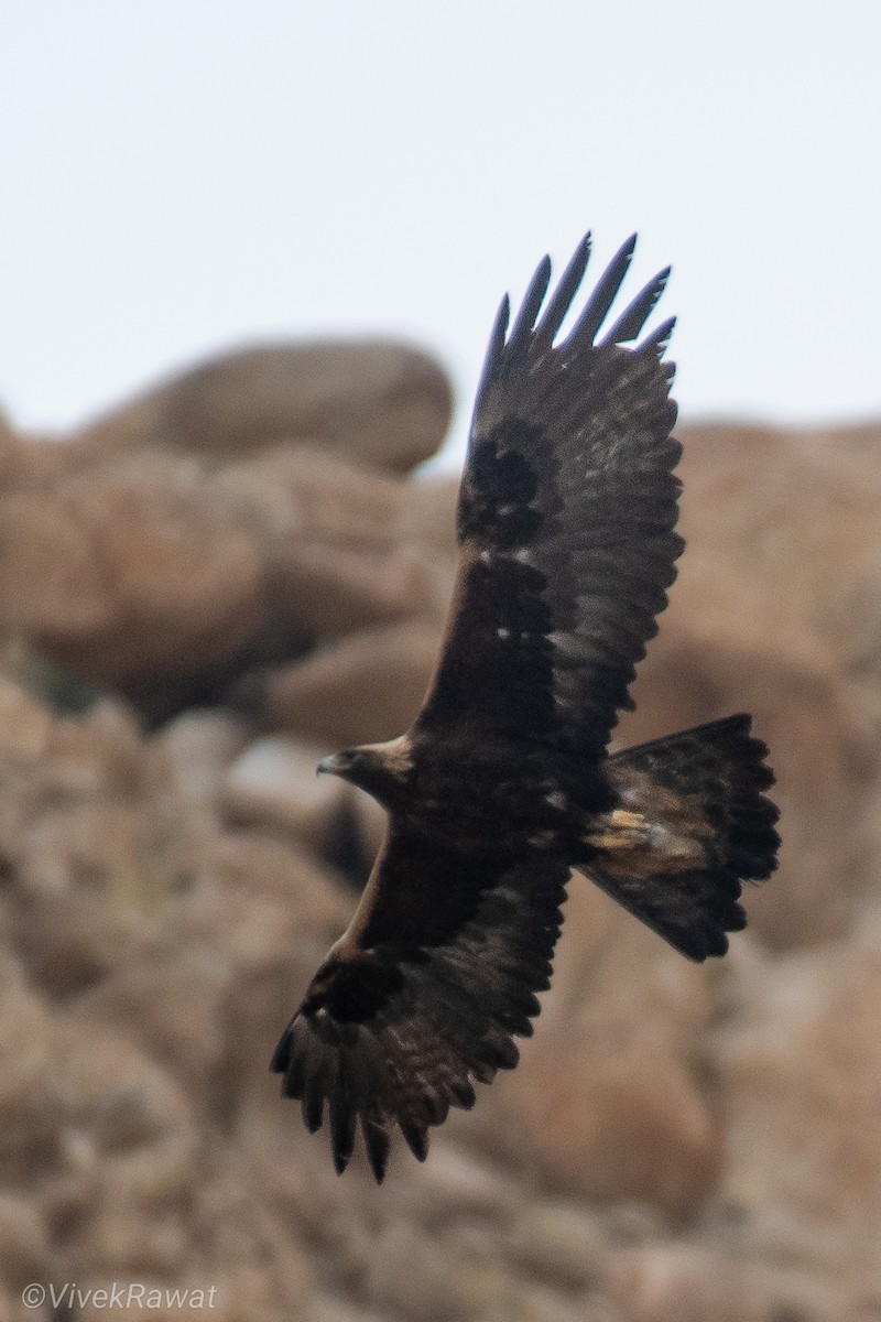 Águila Real - ML620630569