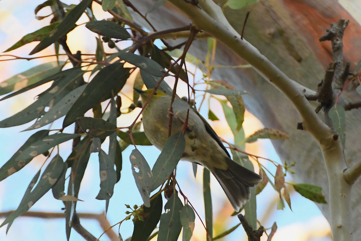 White-plumed Honeyeater - ML620630572