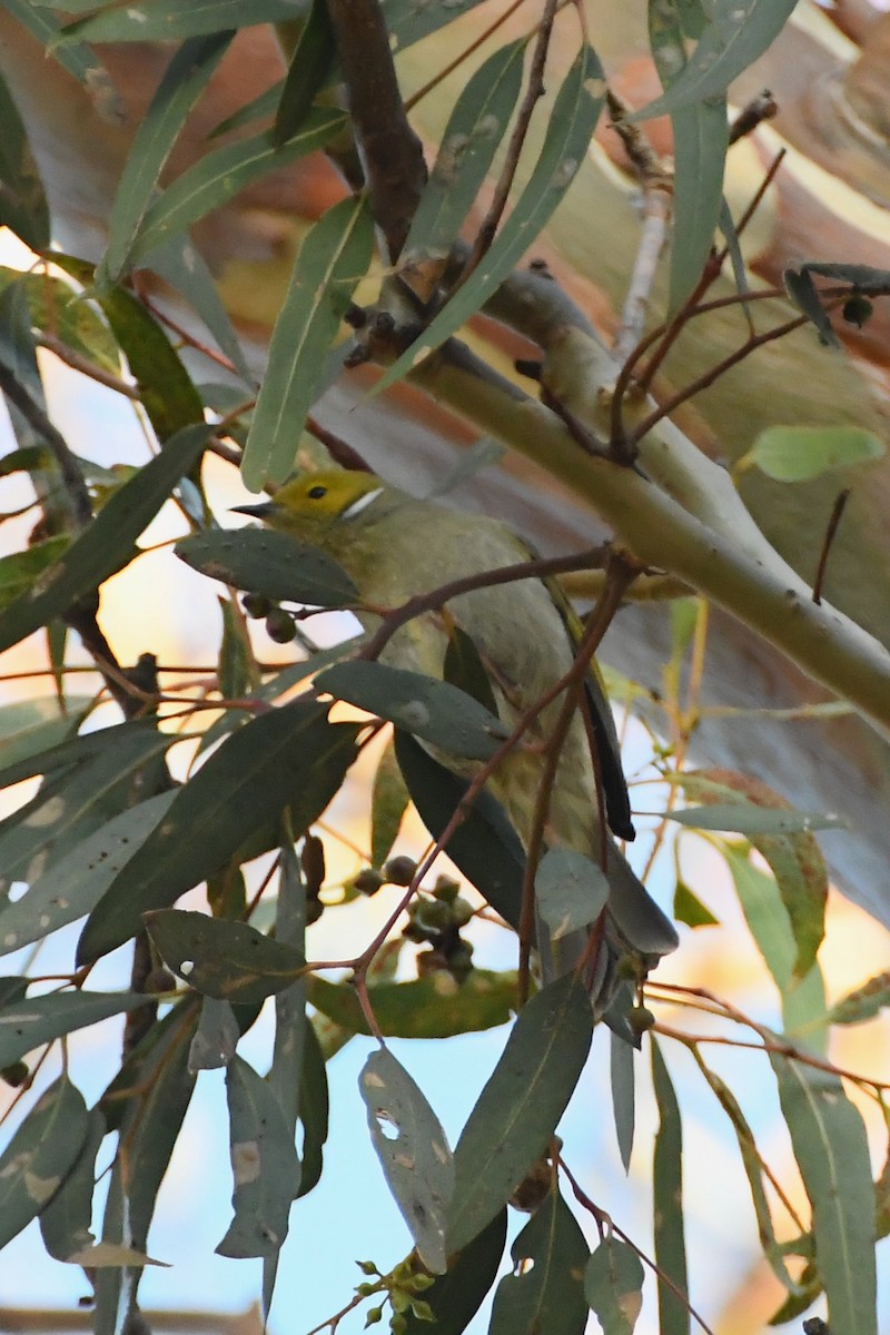 White-plumed Honeyeater - ML620630573