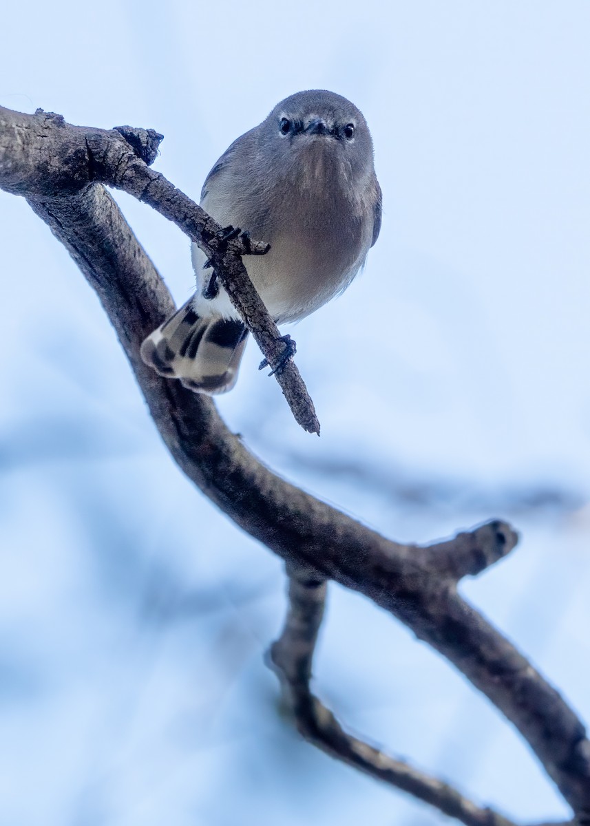 Western Gerygone - ML620630575