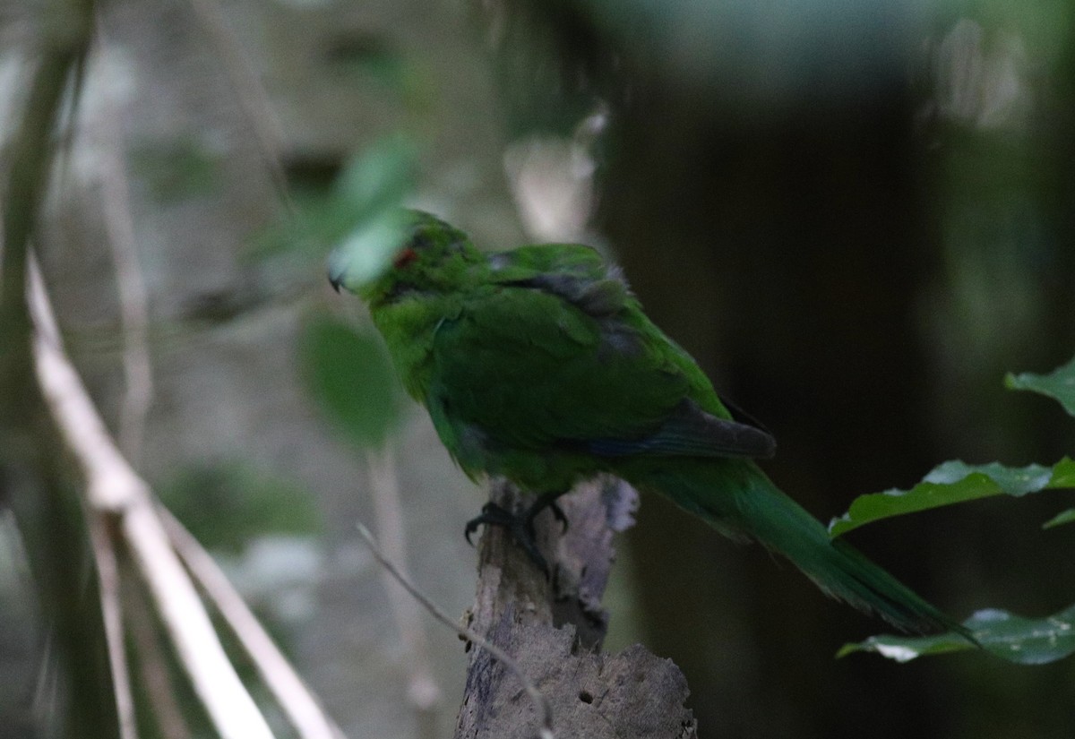 Perico Maorí Cabecirrojo - ML620630576