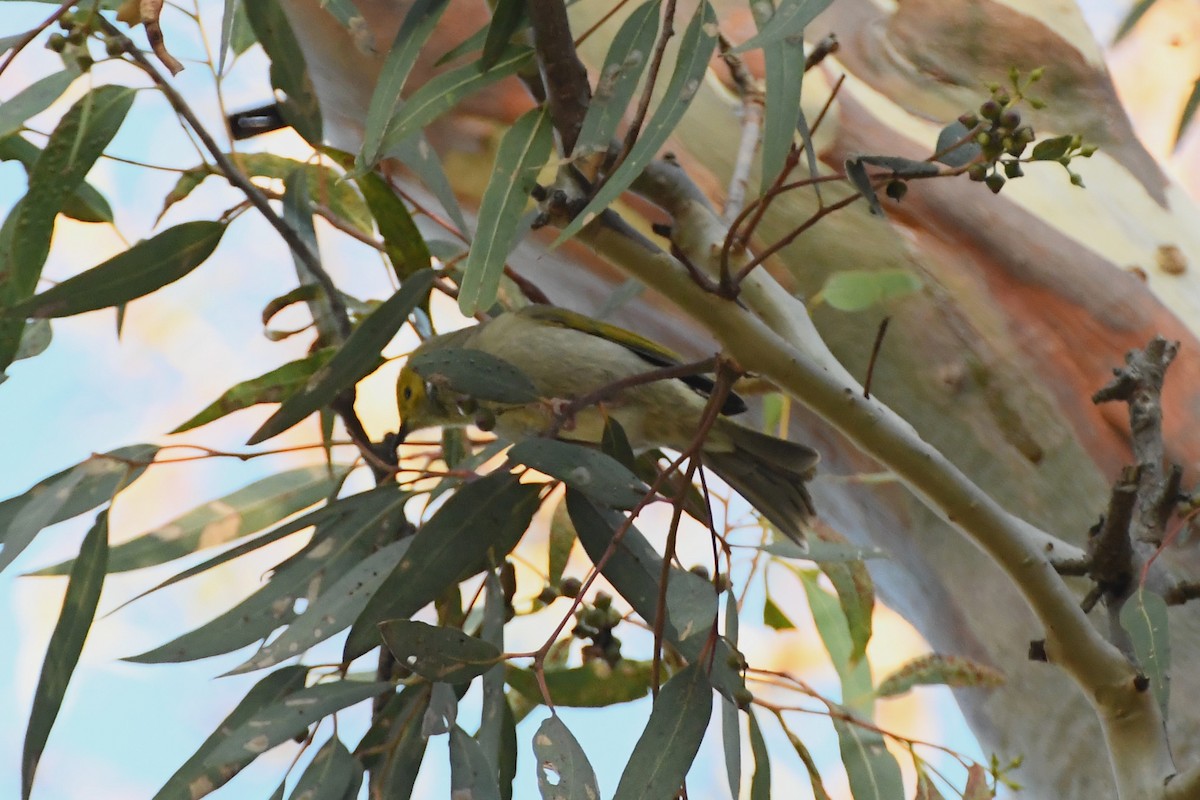 White-plumed Honeyeater - ML620630577