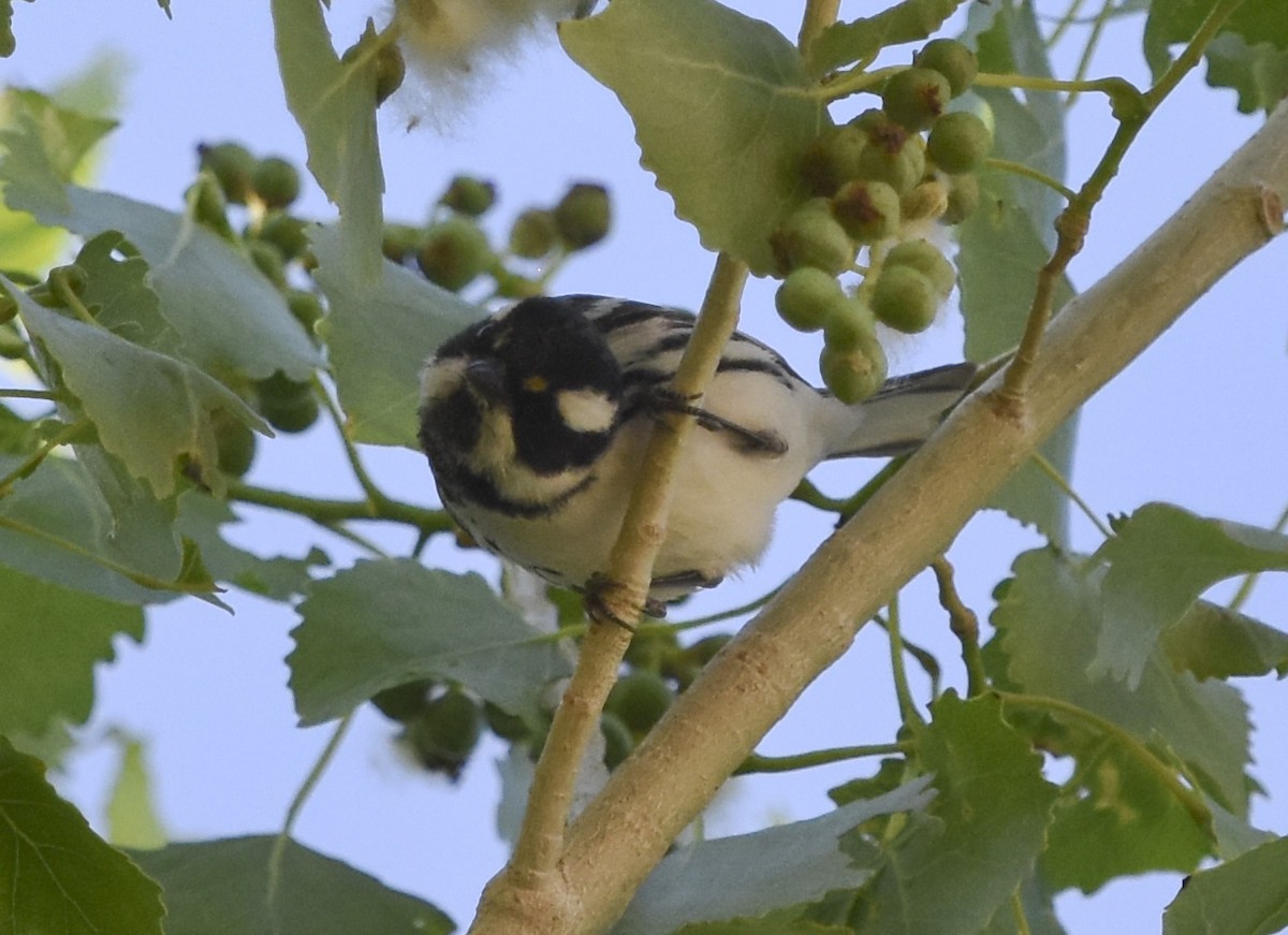 Black-throated Gray Warbler - ML620630579