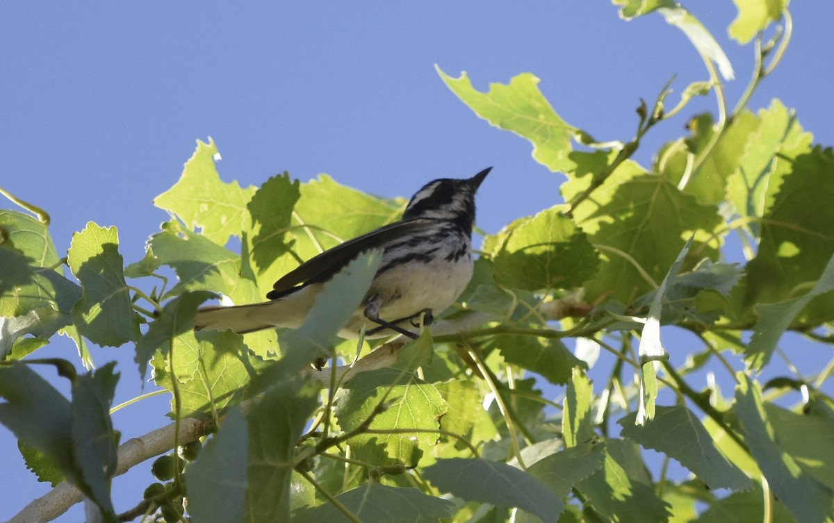 Black-throated Gray Warbler - ML620630580