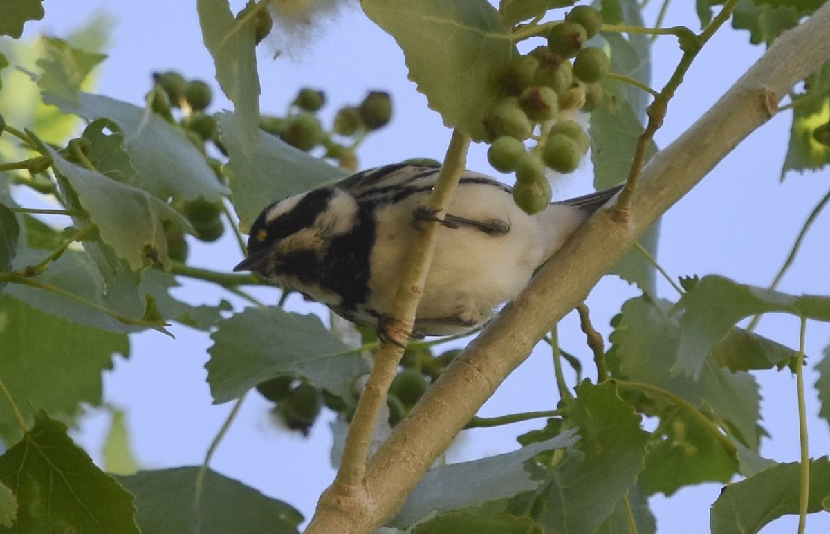 Black-throated Gray Warbler - ML620630581