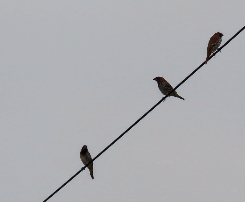 Scaly-breasted Munia - ML620630582