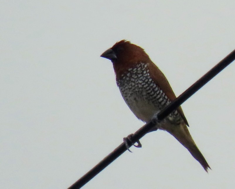 Scaly-breasted Munia - ML620630583