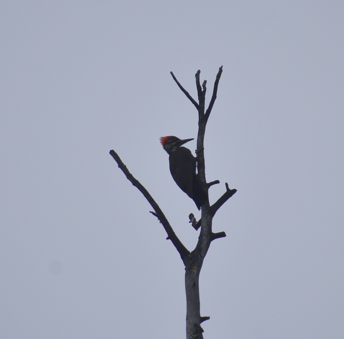 Pileated Woodpecker - ML620630584