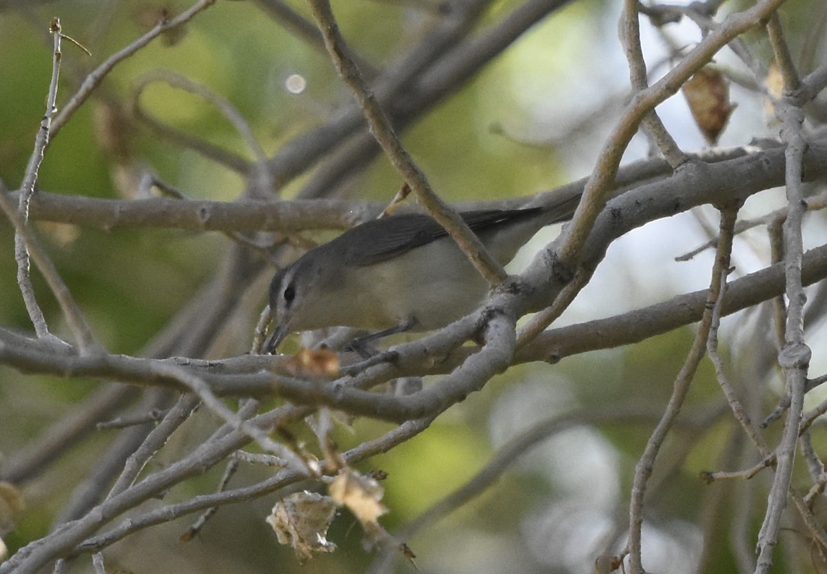 Warbling Vireo - ML620630587