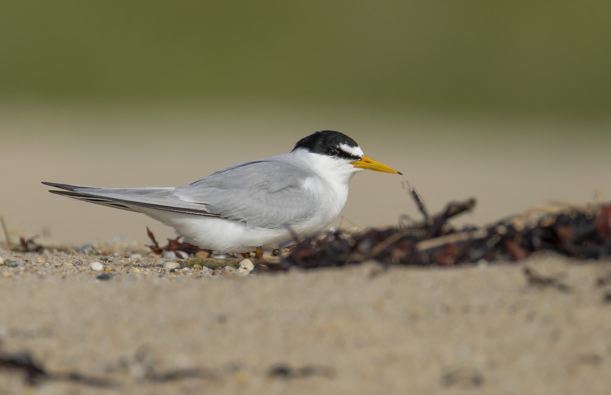 Least Tern - ML620630591