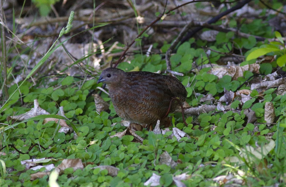 Brown Quail - ML620630593