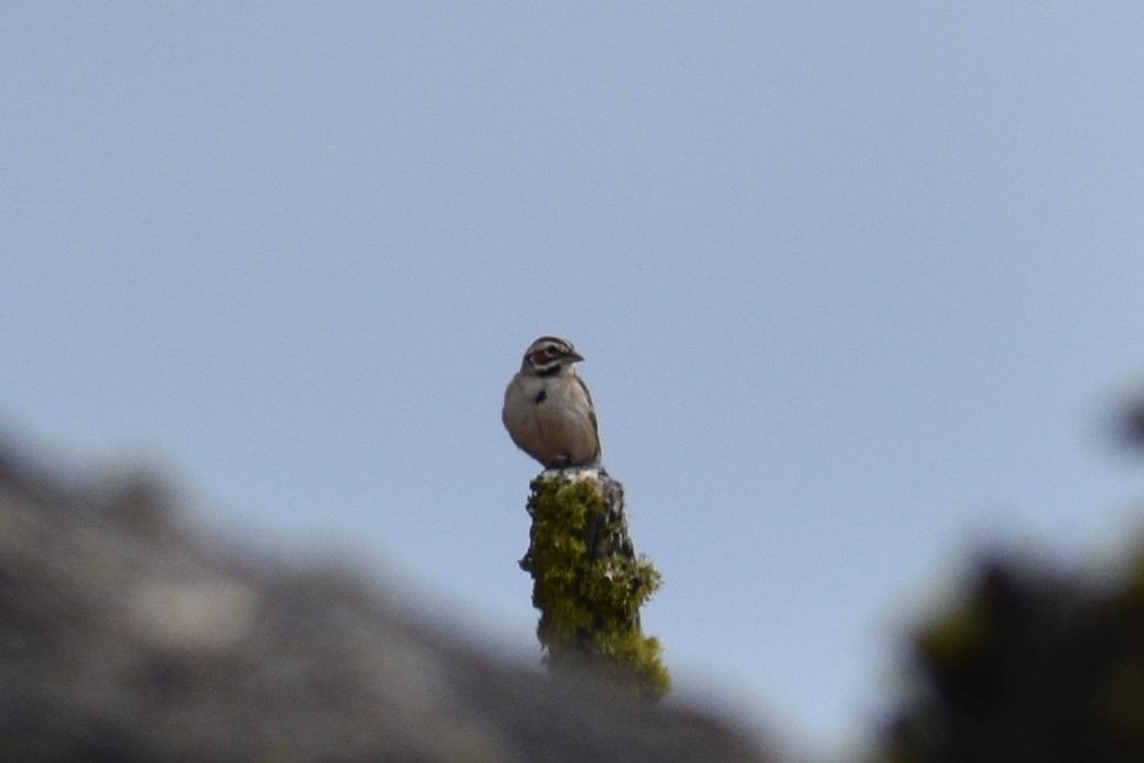 Lark Sparrow - ML620630594