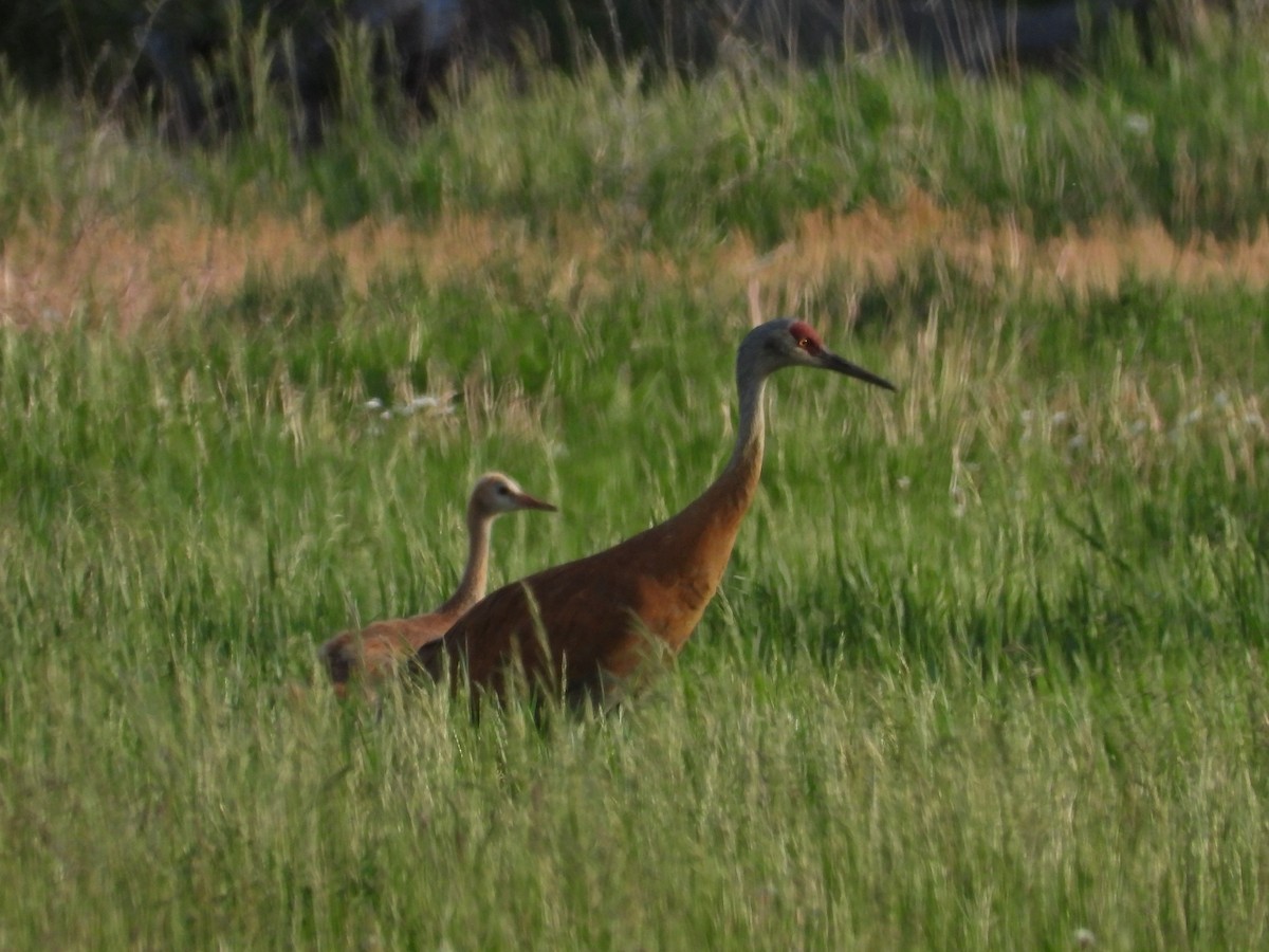 Sandhill Crane - ML620630595