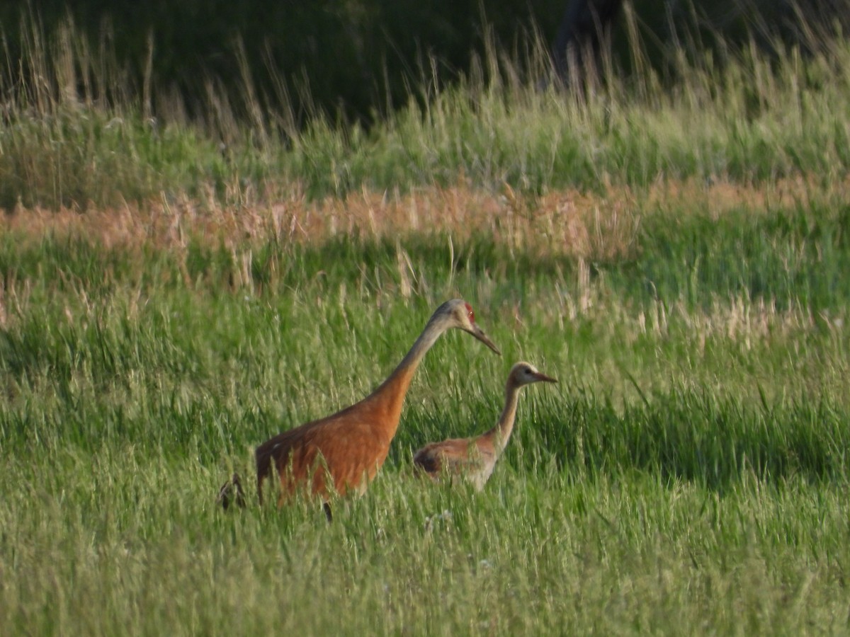 Sandhill Crane - ML620630596